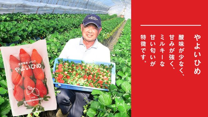 完熟 かおり野 ・ やよいひめ 食べ比べ 4パック 先行予約 大粒 イチゴ 苺 いちご フルーツ 果物 [AF089ci]