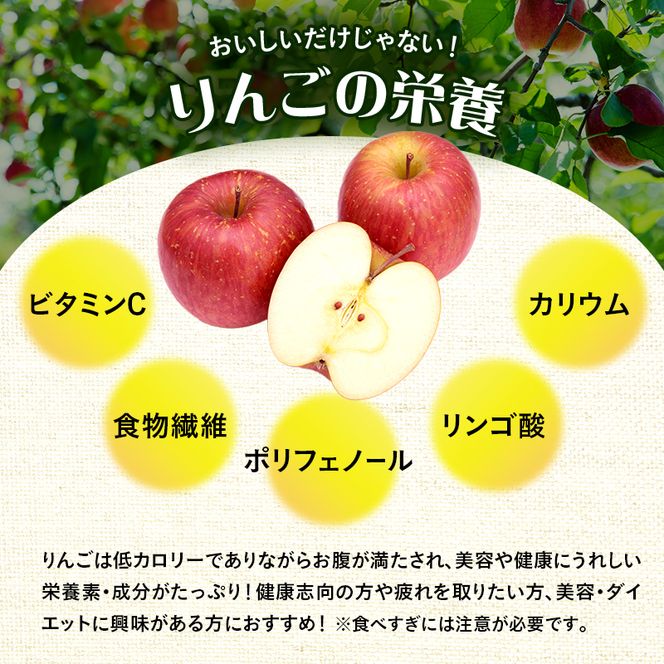 【クール便でお届け】りんご 青森 サン早生ふじ (弘前ふじ) 約5kg (12～18玉)  サイキチ農園 青森県 鰺ヶ沢町産 ふじ 早生ふじ サンふじ フルーツ 果物 贈答用 贈答 ギフト 白神山地 果物類