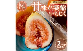 期間限定【農園のめぐみ】甘味が凝縮いちじく750g×2《 数量限定 限定 果物 くだもの フルーツ いちじく 無花果 送料無料 》【2401C08210】
