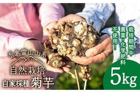 【先行予約】 糸島産 菊芋 5kg 自然栽培 【2024年11月以降順次発送】 糸島市 / 大石ファーム [ATE008]