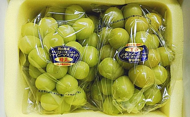 ぶどう 2026年 先行予約 シャインマスカット晴王 2房(1房600g以上) 化粧箱入り ブドウ 葡萄 岡山県産 国産 フルーツ 果物 ギフト