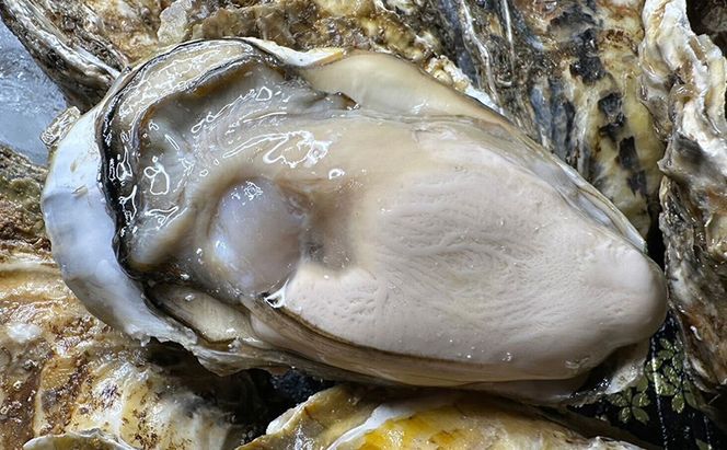 北海道 厚岸産 あさり2kg 殻付き 牡蠣 LLサイズ 20個　お歳暮 特別選別品 魚貝類 生牡蠣 海鮮 海の幸 海産物 国産あさり 生食用殻付カキ マルえもん