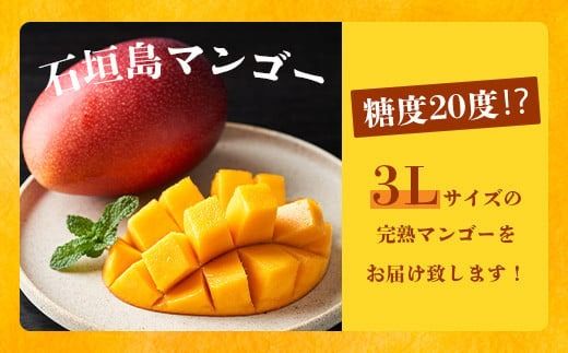【先行予約】《2026年6月下旬～7月下旬発送》 最高糖度20度！？ 完熟！3Lサイズ 石垣島マンゴー 2玉約900g【沖縄 石垣島 石垣 八重山 マンゴー 完熟マンゴー 期間限定 数量限定 沖縄県 石垣島産 】TF-5-1_R8
