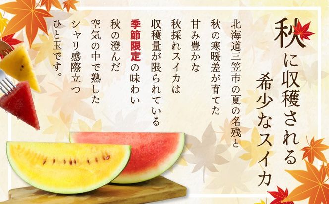 《2026年分受付中》秋に収穫される赤色スイカor黄色スイカ2～4玉(約9kg)【01149】