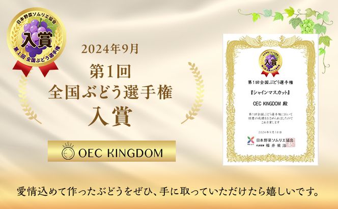 ぶどう 2026年 先行予約 プレミアム シャインマスカット 2房（合計1.3kg以上） 大粒 大房 贈答クラス  ブドウ 葡萄  岡山県産 国産 フルーツ 果物 ギフト OEC KINGDOM ぶどう家 果物類 