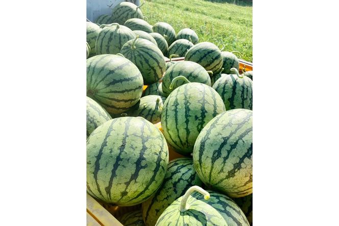 【先行予約】京丹後・俵野産 小玉スイカ 姫甘泉 1玉（2026年7月中旬～発送） IU00002