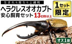 【1セット限定！】完璧育成！上峰町産「ヘラクレスオオカブト」 N-95