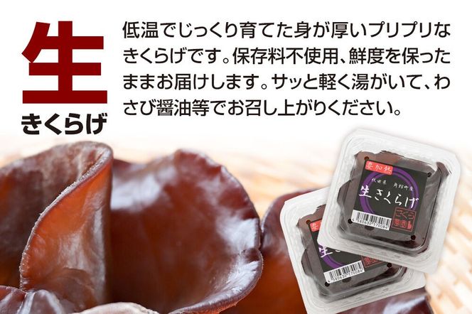 みちのくの小京都・角館が育んだ「生きくらげ」約100g×6個 [きくらげ 木耳 キクラゲ 生 肉厚 秋田県 仙北市 角館]|02_sne-020601