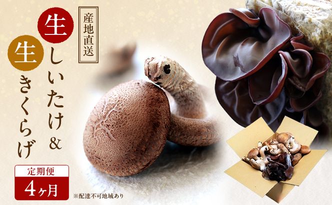 【 産地直送 】 有機JAS 生椎茸 800g ＆ 生きくらげ 200g 定期便 4ヶ月 オーガニック しいたけ 椎茸 きくらげ きのこ 野菜 岡山県 玉野市 栽培期間中化学肥料不使用 栽培期間中農薬不使用 野菜セット 