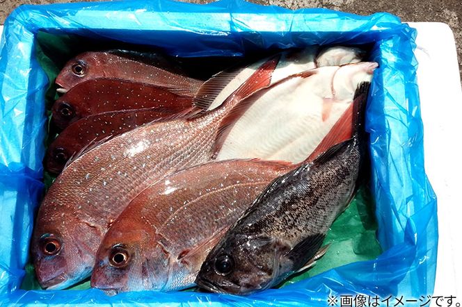男鹿船川港直送おまかせ旬の地魚セット（大）秋田県 男鹿市 萬漁水産|23_mgs-010201