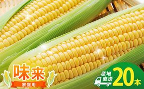 とうもろこし 味来 家庭用 20本 訳アリ トウモロコシ 宮城県産 甘い 夏 朝採れ 訳あり 産地直送 宮城県 大河原町