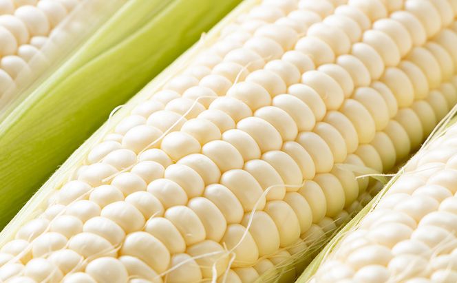 白いとうもろこし 「スノーエンジェル」 北海道富良野産 L～2L 約10本 [ とうもろこし とうきび コーン ホワイトコーン 野菜 北海道 富良野 ]