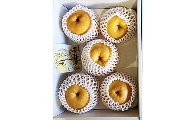 梨 2026年 先行予約 新高梨 3-6玉（約4kg） 化粧箱入り なし ナシ 岡山県産 国産 フルーツ 果物 ギフト