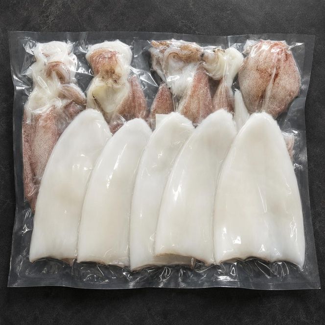 【2026年2月以降順次出荷】朝どれ 白いか 1kg（3～6杯）【 京都産 刺身 OK】[ イカ 剣先イカ 肴 人気返礼品 ] 魚貝類 