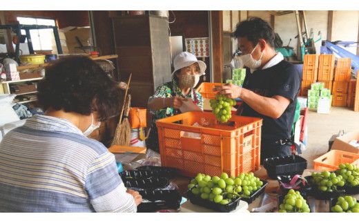 《 先行予約 》 シャインマスカット 2～3房 ( 約 1.5kg )  贈答用 【2026年8月下旬頃発送開始】 ( 共通返礼品：下妻市 )フルーツ 果物 マスカット ぶどう 葡萄 ブドウ 旬 国産 産地直送 化粧箱 ギフト 【石﨑ぶどう園】 [DT002us]