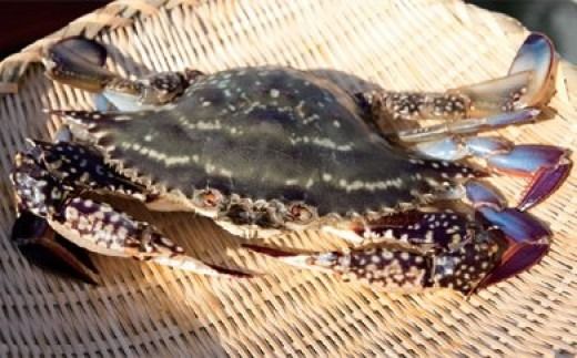BA061 天然の好漁場・肥沃な海の贅沢な恵み 有明海のカニ [ かに カニ 蟹 ワタリガニ 渡り蟹 ガネ 冷蔵 島原漁業協同組合 長崎県 島原市 ]
