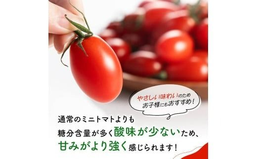 宮崎県産ミニトマト「アイコ」3kg 【 宮崎県産 ミニトマト トマト 】[C03805]