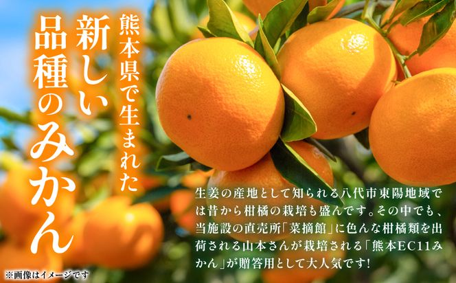 【先行予約】 八代市東陽産山本さん家の「熊本EC11みかん」 約5kg みかん 柑橘 フルーツ 果物 果実 ミカン 蜜柑 熊本県 八代市 【2026年11月上旬より順次発送】