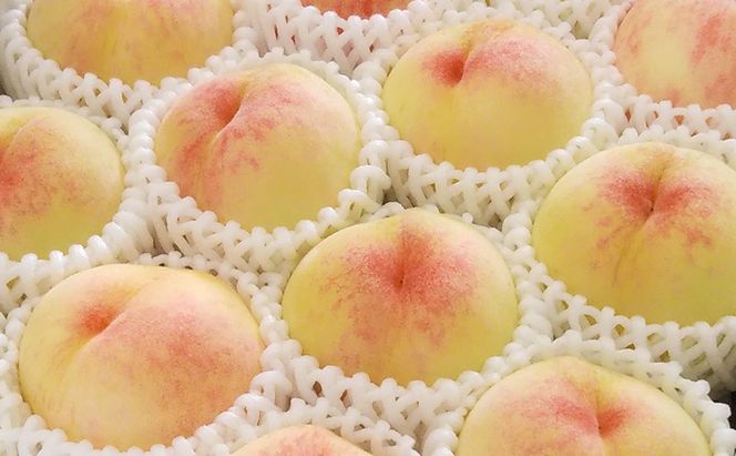 【桃 2026年 先行予約】ご家庭用 岡山白桃 約1.4kg（4～6玉） もも モモ 岡山県 国産 フルーツ 果物