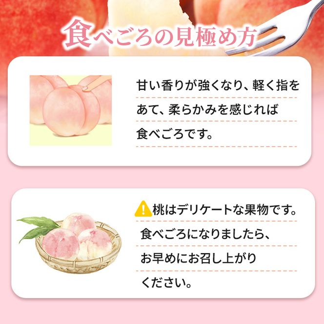 2026年発送 先行予約 「浅間水蜜桃プレミアム」 もも あかつき 秀品 約2kg 5～9玉 ふるさと納税 果物 桃 フルーツ モモ 果肉  長野県産 小諸市