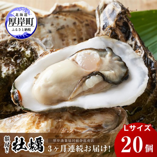 定期便 3ヶ月 北海道 厚岸産 牡蠣 Lサイズ 20個 (各回20個×3ヶ月分,合計60個) 殻付き 生食 カキナイフ付き かき カキ 生牡蠣 魚介類 貝 マルえもん