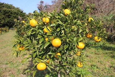 【道の駅むなかた】 むなかたアイスキャンデー（宗像産博多あまおう／宗像産甘夏）各6本（計12本）_HA1021