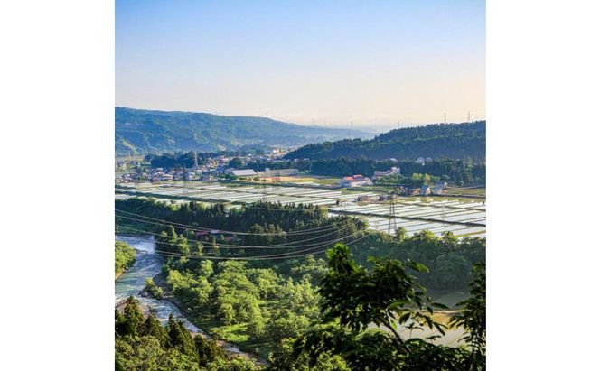 米 定期便 12ヶ月 新之助 5kg 精米 白米 お米 新潟米新之助  新潟米 新潟 十日町市 定期 12回