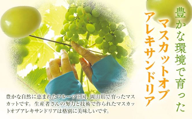 【2026年先行予約】【3回定期便】ぶどう 定期便 計3回コース 岡山県産 シャインマスカット 晴王 ニューピオーネ マスカットオブアレキサンドリア 化粧箱入り 株式会社山博《2026年7月上旬-9月末頃出荷》岡山県 笠岡市 フルーツ 果物 定期 ぶどう マスカット【配送不可地域あり】---Y-40a---