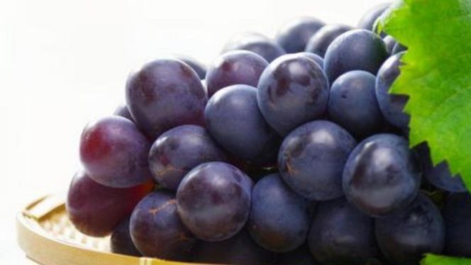 【 桐箱入り 】 シャインマスカット 1房 と ナガノパープル 1房 【2026年8月から発送開始】（茨城県共通返礼品 [ぶどう]：結城市産） 果物 フルーツ マスカット ぶどう ギフト 贈答 プレゼント 桐箱 [BI340-NT]