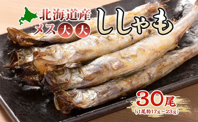 北海道産ししゃもメス大大30尾 北海道 稀少 魚シシャモ メス おつまみ 魚貝類 干物 本物 人気 希少 塩 味付け 脂のり 旨み 美味しい 大きい 