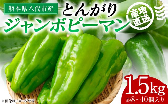 産地直送 とんがりジャンボピーマン 1.5kg 野菜 やさい 野菜炒め サラダ 夏野菜 新鮮 旬 無限ピーマン おつまみ BBQ バーベキュー 肉詰め 熊本県 八代市