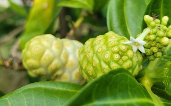 沖縄県産ノニ100％使用『神寿 SHINJU』720ml×4本 ノニジュース 沖縄 健康ドリンク 健康食品 ギフト 沖縄市/有限会社おきりゅう[BCBB003]