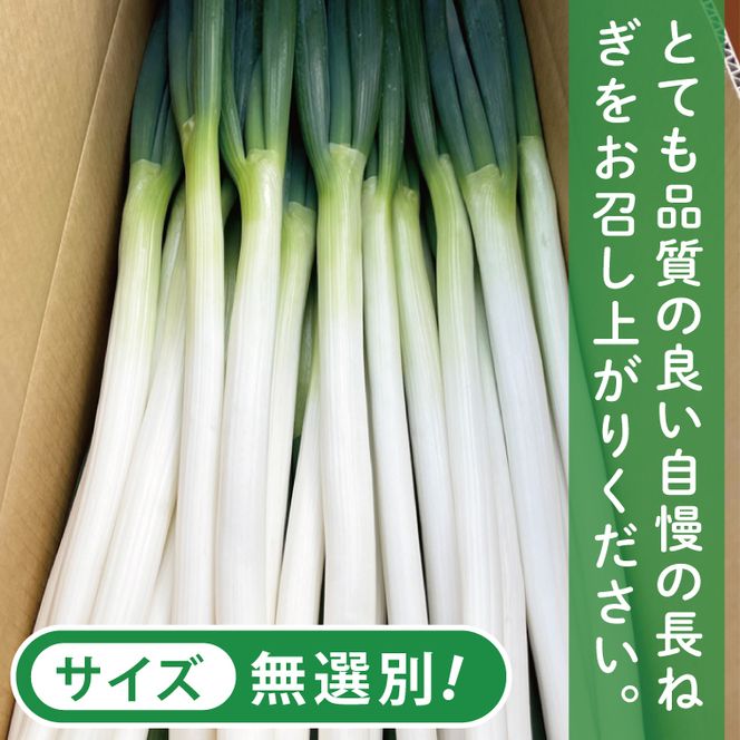 河野農園 新鮮 長ねぎ 約5.5kg｜ねぎ 野菜 茨城県 行方市(HW-2)