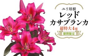 【期間限定】ユリ球根　超特大球レッドカサブランカ4球  赤花品種 花 フラワー 園芸 ガーデニング 植物 高品質 送料無料