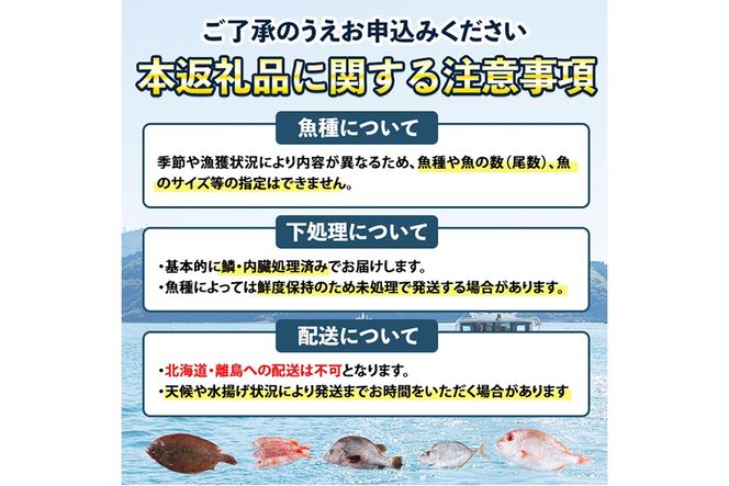 【北海道・離島配送不可】漁師直送！朝獲れ 季節の 鮮魚 詰め合わせ (並) (合計2kg以上・3～5種) 下処理済み 大衆魚 高級魚 未利用魚 冷蔵 BOX ボックス イカ 鯛 海鮮 魚介 食べ比べ 詰合せ 宮崎県産 【O-10】【門川漁業協同組合】