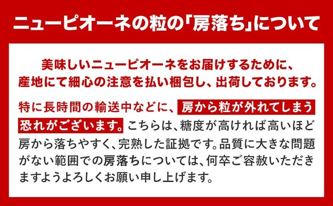 岡山県産 ニューピオーネ 約600g 1房 葡萄 果物 秀品 スイーツ フルーツ デザート 秋旬 岡山県矢掛町《8月下旬-10月中旬頃出荷》---ofn_cssm_h810_26_15500_1---