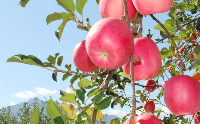 りんご 【3月発送】 家庭用 旬のりんご 品種おまかせ 約 5kg 2品種～4品種