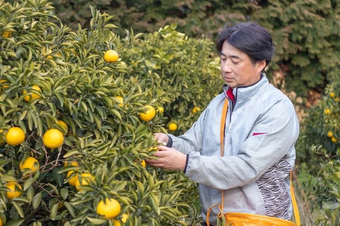 DD002 【令和8年10月下旬から順次発送】森崎果樹園の露地もの完熟温州みかん（12kg）[みかん ミカン オレンジ 果物 くだもの フルーツ 露地もの 完熟 温州 長崎県 島原市]