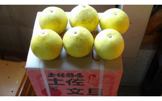 【先行予約】【訳あり】三愛果樹園の土佐文旦10kg / 土佐文旦 みかん 柑橘 ぶんたん ブンタン 果物 フルーツ 〈2027年2月上旬から順次発送〉【三愛果樹園】