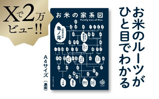 山形庄内かめこめプロジェクト お米の家系図 クリアファイル A4 1枚 オリジナル グッズ 文房具