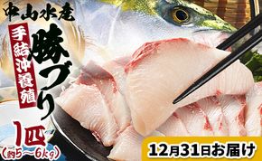 ブリ【12月31日お届け】中山水産 手結沖養殖「勝ブリ」 1匹(5kg～6kg) - 一尾まるごと 魚 ぶり 鰤 寒ブリ 海鮮 鮮魚 魚介類 ギフト 贈答 お祝い 御祝 刺身 煮物 焼き魚 照り焼き ぶりしゃぶ 一尾 たたき 1本 キロ 産地直送 buri 高知県 香南市 冷蔵 ny-0022