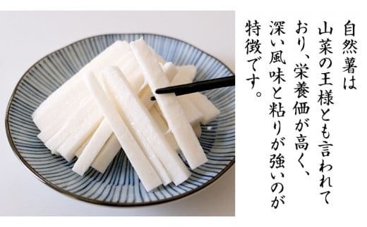 ASIAGAP認証農場 の 自然薯 1.5kg 茨城県 筑西市産 じねんじょ 山芋 芋 イモ いも とろろ 山菜 ASIAGAP [DD002ci]