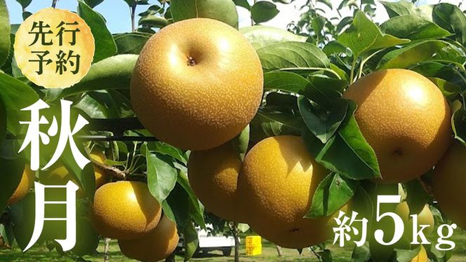 【 2026年9月上旬発送開始 】 茨城県産 梨 秋月 （約 5kg ） 10～14玉 フルーツ 果物 なし ナシ 旬 新鮮 期間限定 甘い 国産 先行予約 [CL004us]