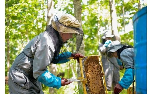 辻養蜂場 レンゲ蜂蜜 300g×2本 計600g はちみつ