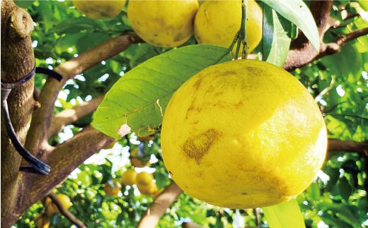 数量限定 先行予約 河内晩柑 樹齢 20年以上 9kg （ Lサイズ 以上 ） 12000円 みかん mikan 蜜柑 ミカン かわちばんかん 愛南ゴールド あいなん ゴールド 文旦 派生 和製 グレープフルーツ 家庭用 産地直送 国産 農家直送 期間限定 特産品 ゼリー ジュース アイス 等に 人気 限定 甘い さわやか フルーツ 果物 柑橘 蜜柑 くらもとファーム 愛南町 愛媛県