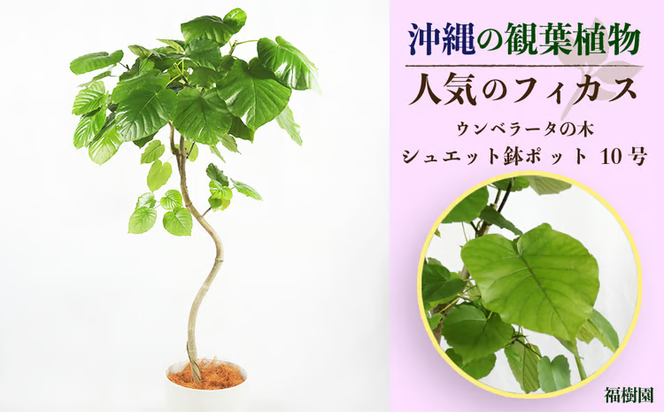 沖縄の観葉植物 人気のフィカス ウンベラータ10号 シュエット鉢ポット