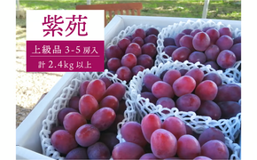 【2026年先行予約】特選品 紫苑 3～5房/計2.4kg～ (岡山県産) / ぶどう ブドウ 葡萄 先行予約 フルーツ 果物 真庭市 フルーツ王国 きよとう果樹園 【KF-B046-03】