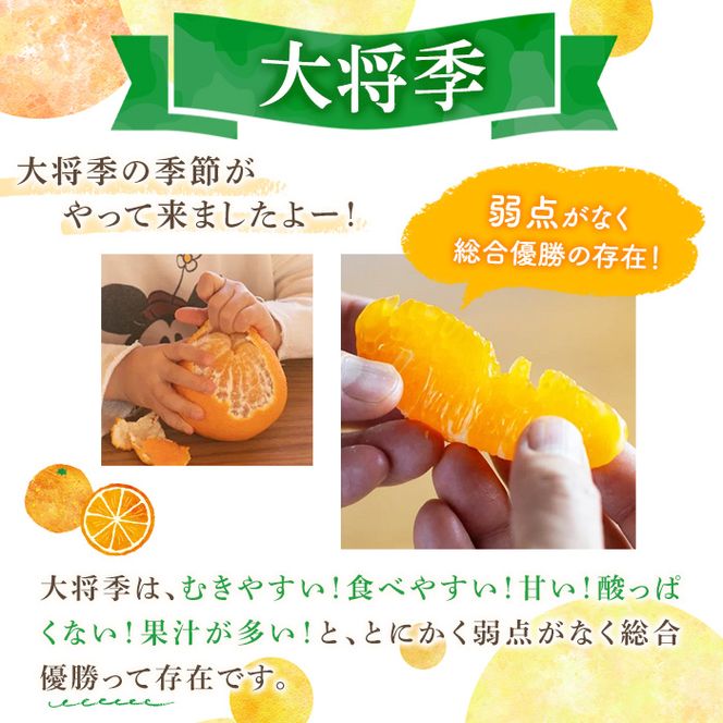 ＜先行予約受付中！2027年1月中旬以降順次発送予定＞数量限定！大将季 (6個・3Lサイズ) 柑橘 フルーツ 果物 国産 みかん 期間限定 不知火 しらぬい シラヌイ ミカン 【株式会社土曜日】akn069-07
