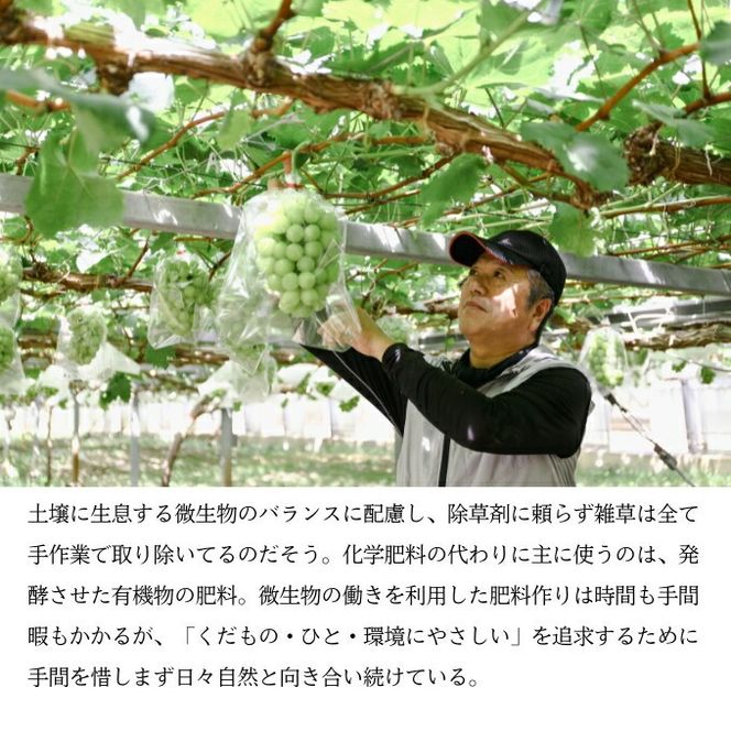 シャインマスカット1房（700g前後）内田農園 岡山県 瀬戸内市 邑久町産 葡萄 ぶどう 2026年【配達不可：北海道・沖縄・離島】 果物類 ブドウ フルーツ