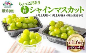 【ちょっと訳あり】大粒シャインマスカット パック詰め 約1.6kg (約400g×4パック) 《田子農園》 産直 新鮮 秋の行楽 デザート■2025年発送■※9月上旬頃～11月上旬頃まで順次発送予定